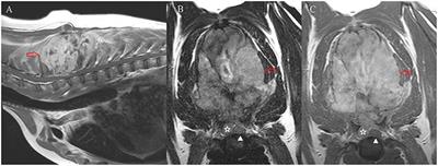 Cranial thoracic myelopathies (T1-T6 vertebrae): Retrospective evaluation of the signalment, clinical presentation, and, presumptive or final diagnoses in 84 dogs